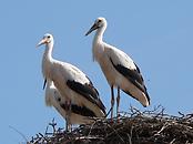 Störche in Rust Störche in Rust