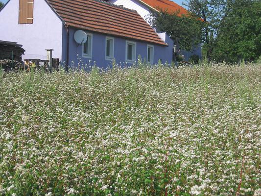.Buchweizen .Buchweizen
