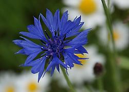 Kornblume Kornblume